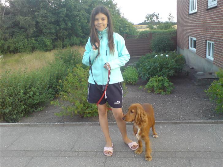 Cocker spaniel Nala - Nala og jeg er ude og gå tur.  billede 15