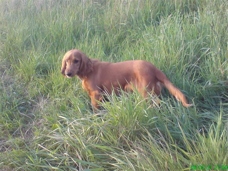 Cocker spaniel Nala - nala undersøger alt.. hun er så dejlig.. billede 16
