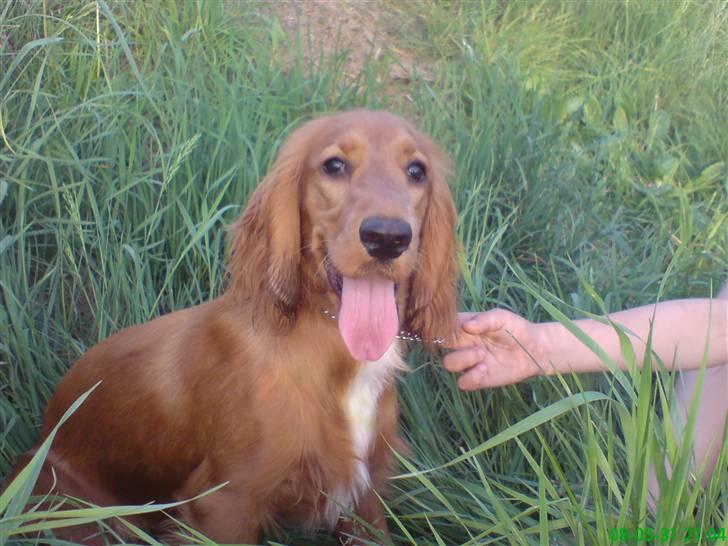 Cocker spaniel Nala - søde nala  billede 17