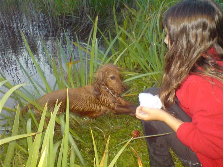 Cocker spaniel Nala - nala er nu 10 måneder....   billede 18