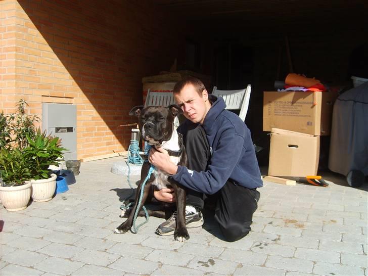 Amerikansk staffordshire terrier cezar - det er mig og cezar som nyder solen lidt  billede 11