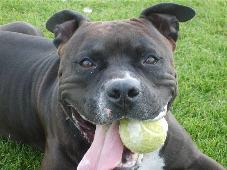 Amerikansk staffordshire terrier cezar - ja det er en tur efter vi har leget med boldt det elsker han billede 12