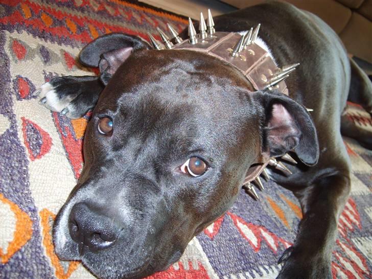 Amerikansk staffordshire terrier cezar - ja det ser ikke ud til han gider det nye halsbond jeg har lavet til ham billede 13