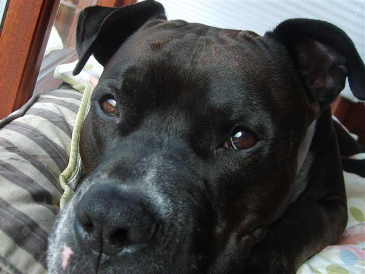 Amerikansk staffordshire terrier cezar - han er sku ikke til at staa for  billede 14