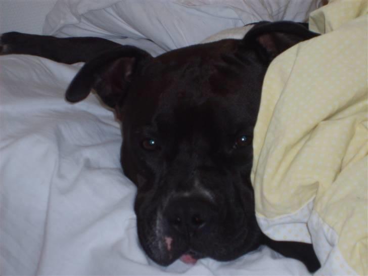 Amerikansk staffordshire terrier cezar billede 15