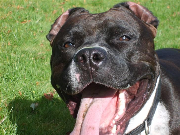 Amerikansk staffordshire terrier cezar billede 16