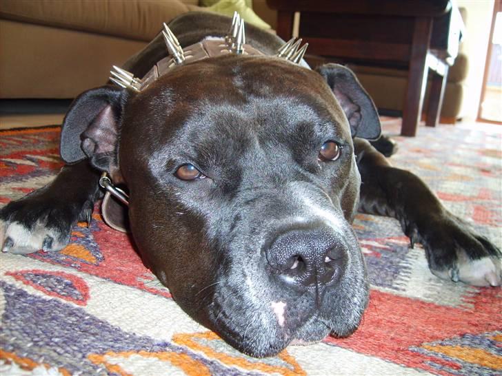 Amerikansk staffordshire terrier cezar - tag nu det halsbond af far jeg gider det ikke billede 17