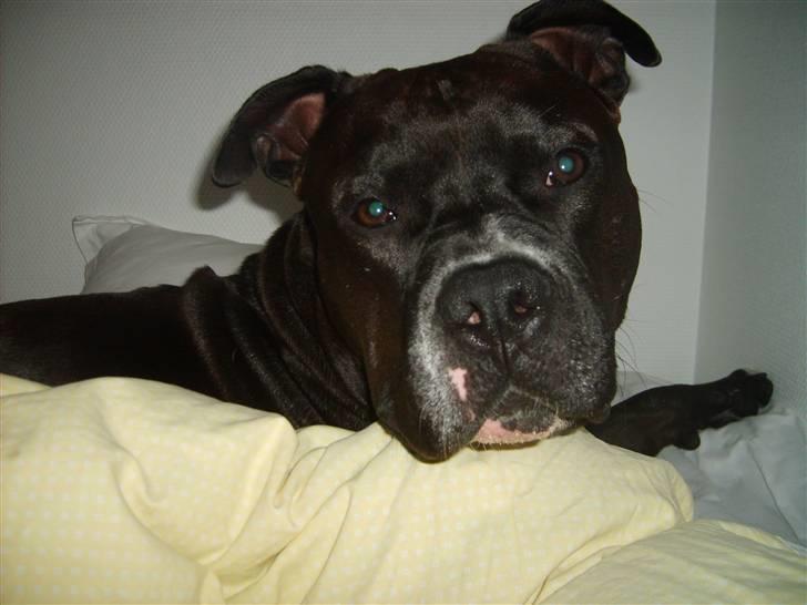 Amerikansk staffordshire terrier cezar - hvad vil du nu  billede 18