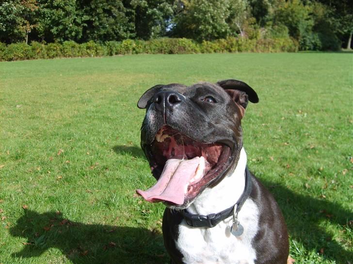 Amerikansk staffordshire terrier cezar - kom nu kast bolden kom nu  billede 19