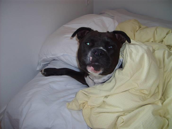 Amerikansk staffordshire terrier cezar - han vill ikke altid ud af sengen naa det er for tidligt helst efter 11 halv 12 den hygge prins hehe billede 20