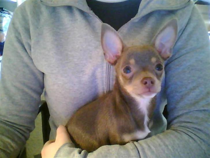 Chihuahua Shelby *03.10.* - Ja det er så mig der er Shelby billede 6