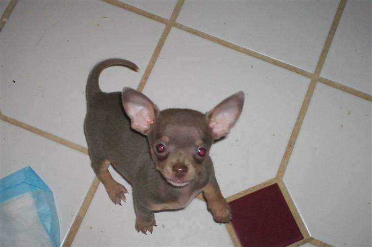 Chihuahua Shelby *03.10.* - er jeg ik fiiin billede 7