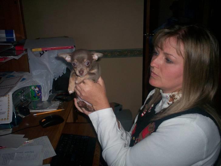 Chihuahua Shelby *03.10.* - mig og min opdrætter billede 8