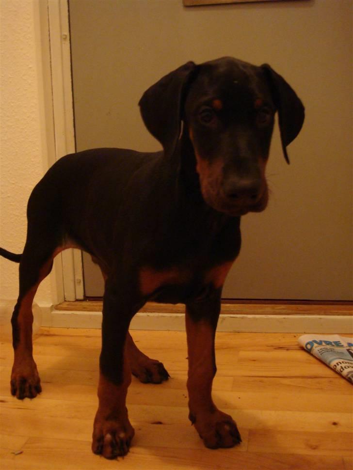 Dobermann Sawaq - Sawaq 11 uger gammel :D billede 1