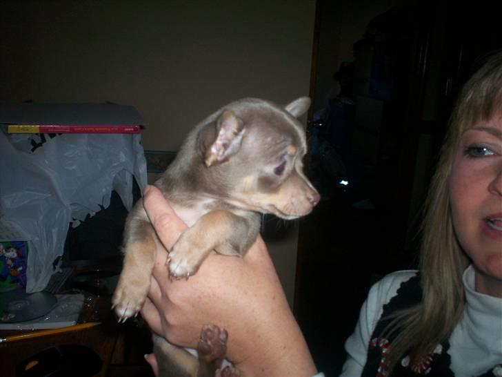 Chihuahua Shelby *03.10.* - lige et billede i profil (tror jeg det hedder) med min opdrætter igen billede 9