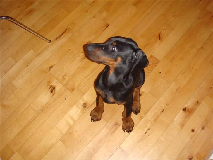 Dobermann Sawaq billede 2