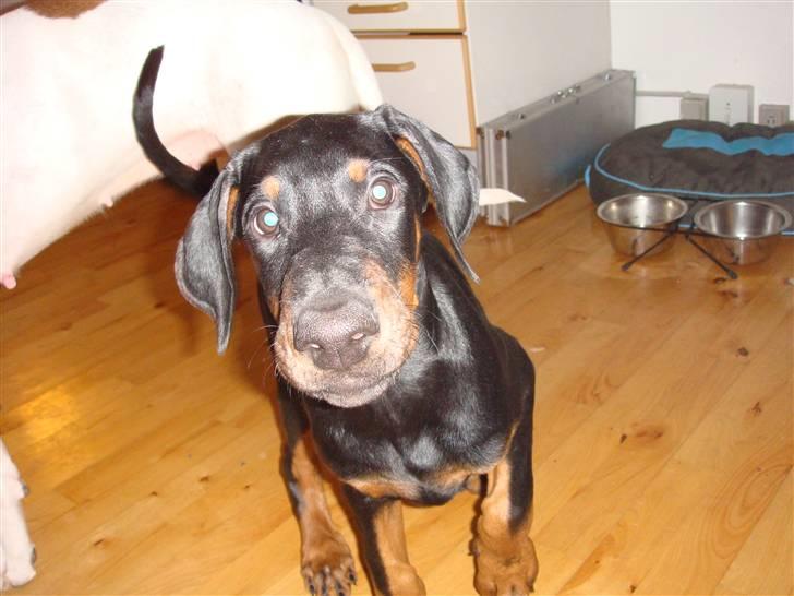 Dobermann Sawaq billede 3