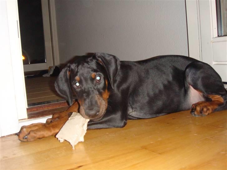 Dobermann Sawaq billede 5