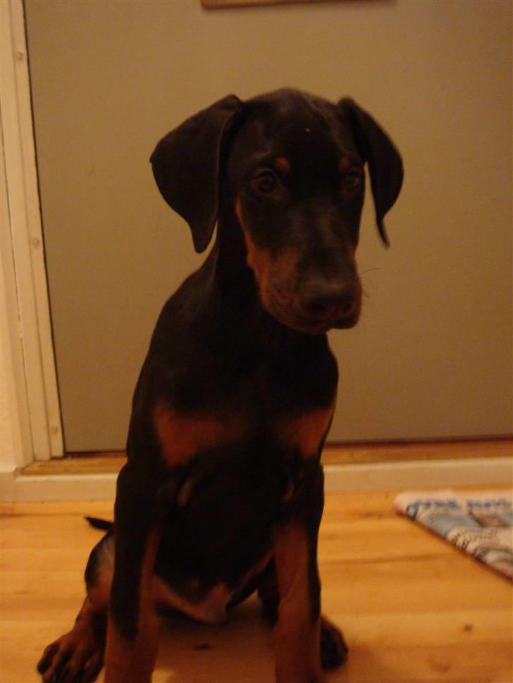 Dobermann Sawaq billede 6