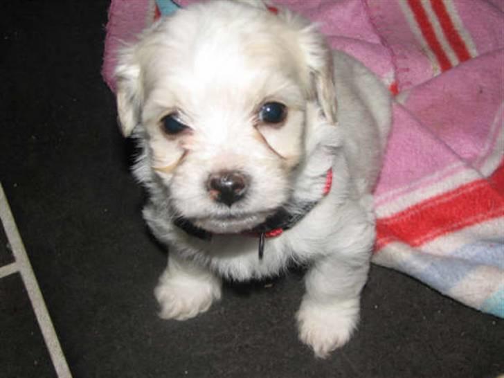 Blanding af racer FREJA billede 13