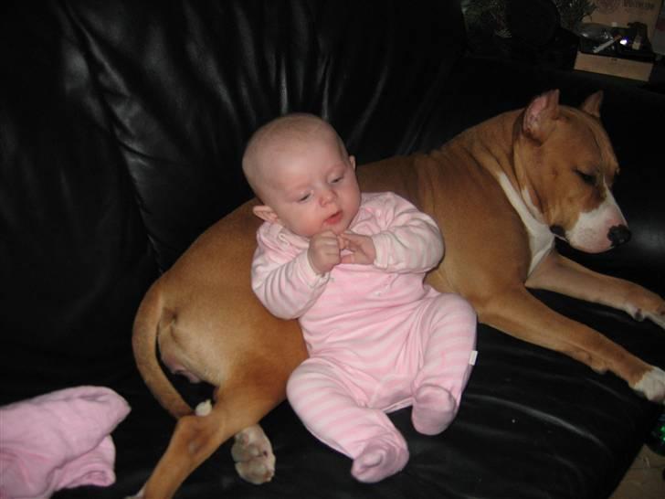 Amerikansk staffordshire terrier Monique billede 8