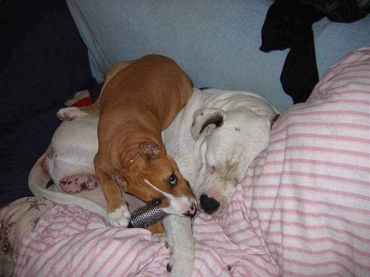 Amerikansk staffordshire terrier Monique billede 9