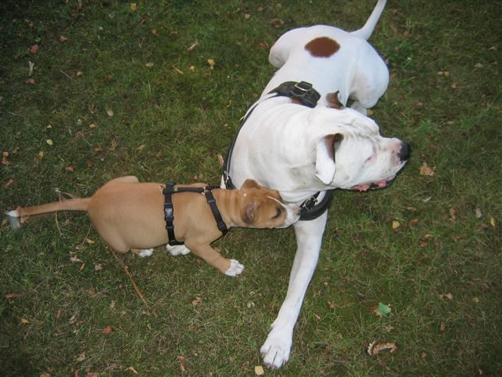 Amerikansk staffordshire terrier Monique billede 10