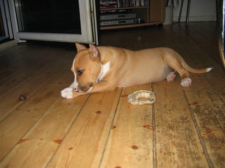 Amerikansk staffordshire terrier Monique billede 11