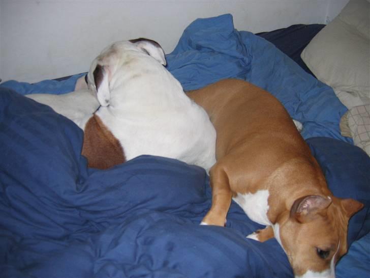 Amerikansk bulldog Ging billede 10