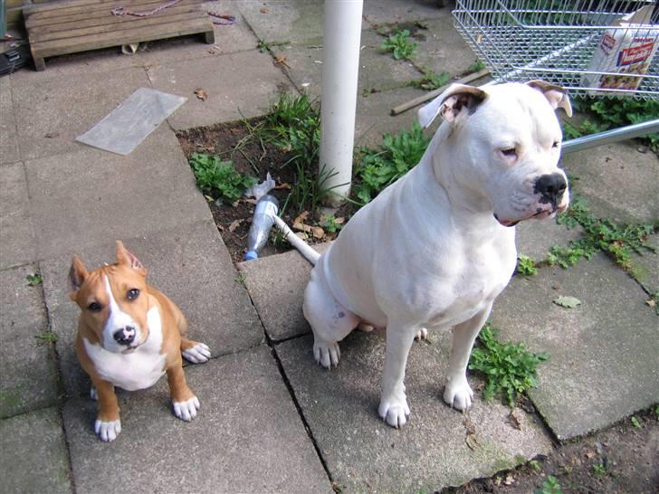 Amerikansk bulldog Ging billede 11