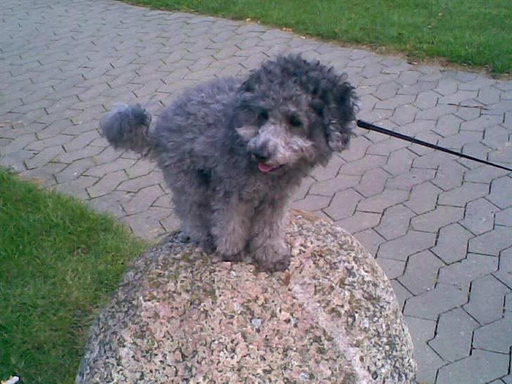 Dværgpuddel Holger - Jeg er dygtig ikk?? :b billede 11