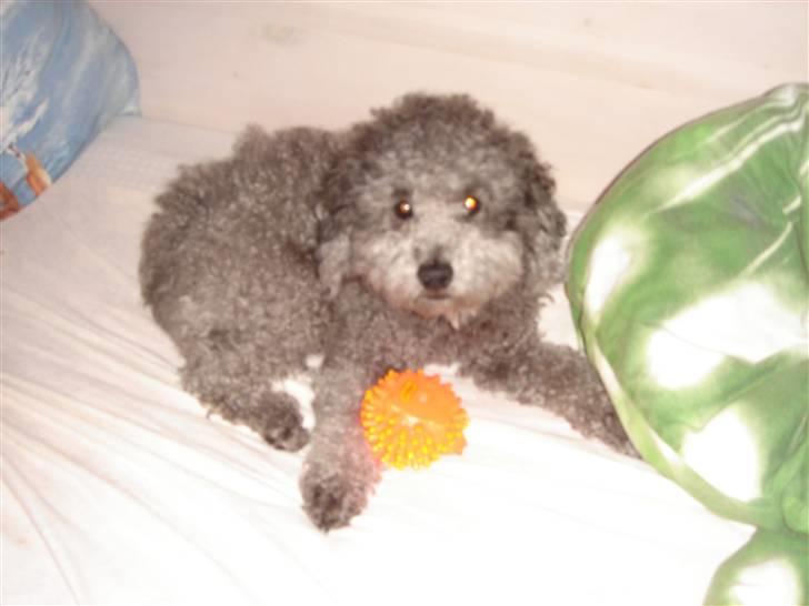 Dværgpuddel Holger - :b billede 12