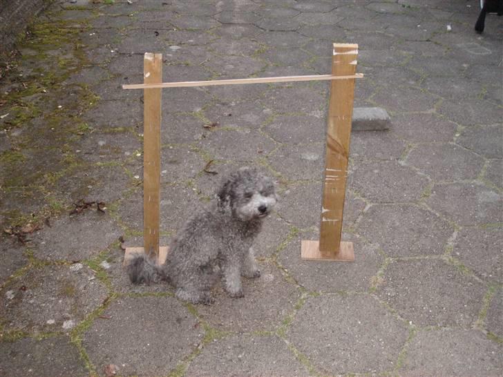 Dværgpuddel Holger - Så stort et spring og det har jeg sprunget :D billede 13