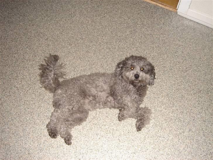 Dværgpuddel Holger - Heej :b billede 14