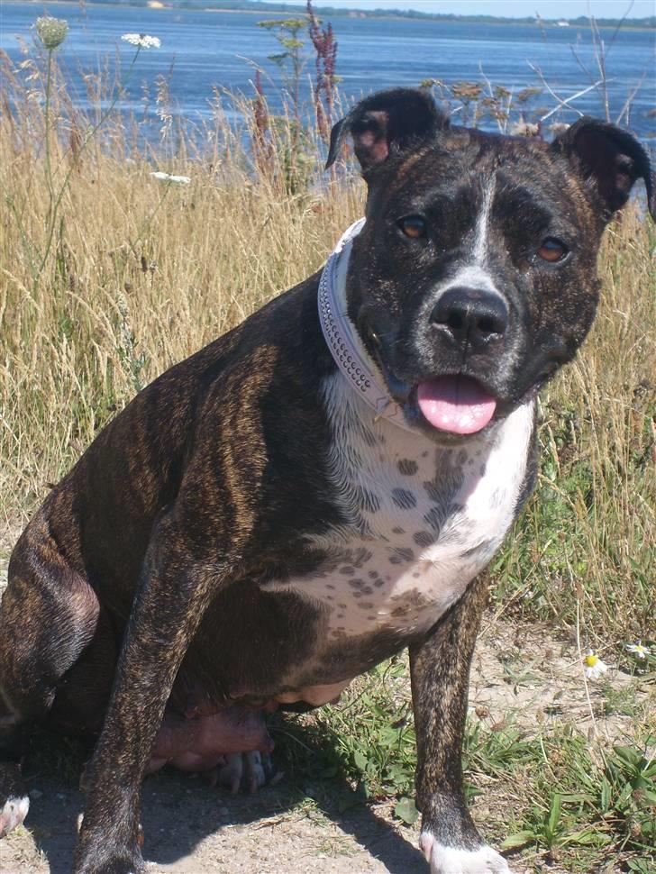 Amerikansk staffordshire terrier carla - JEG HEDDER CARLA, HUSK OG KIGGE ALLE MINE BILLEDER :-D billede 1