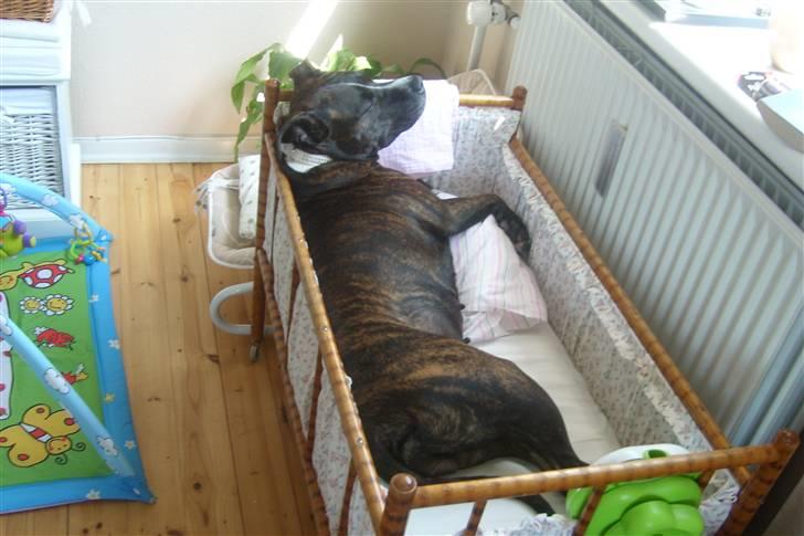 Amerikansk staffordshire terrier carla - Tildes seng er nu bedre end min egen... Mangler bare dynen :-) billede 2