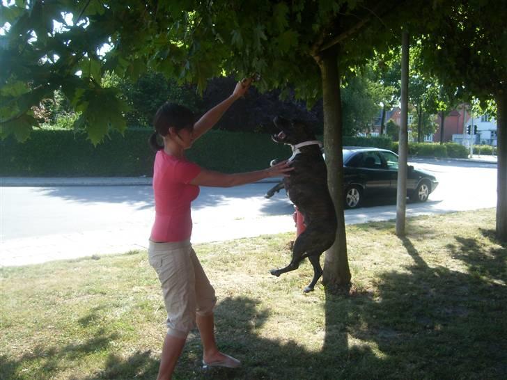 Amerikansk staffordshire terrier carla - I kan tro jeg hopper højt, Gazellen kalder mor mig!! billede 4