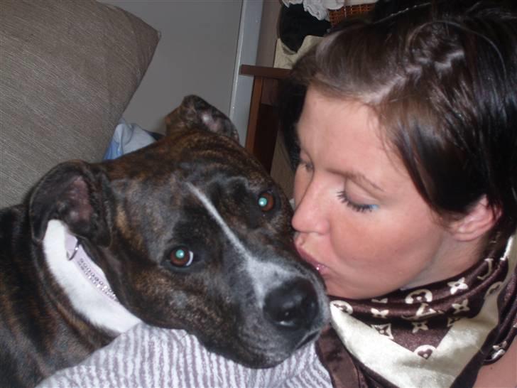 Amerikansk staffordshire terrier carla - Ægte kærlighed!!! billede 5