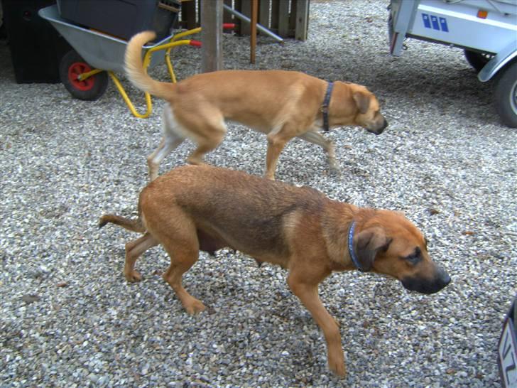 Blanding af racer CAYA Bønnelykke ¤ RIP ¤ - noget mager da vi fik hende..og halen konstant mellem benene billede 6