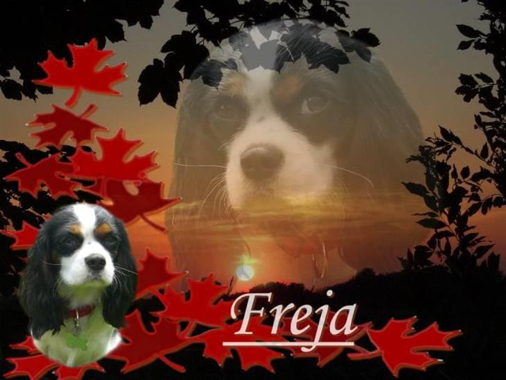 Cavalier king charles spaniel Freja ( RIP) billede 8