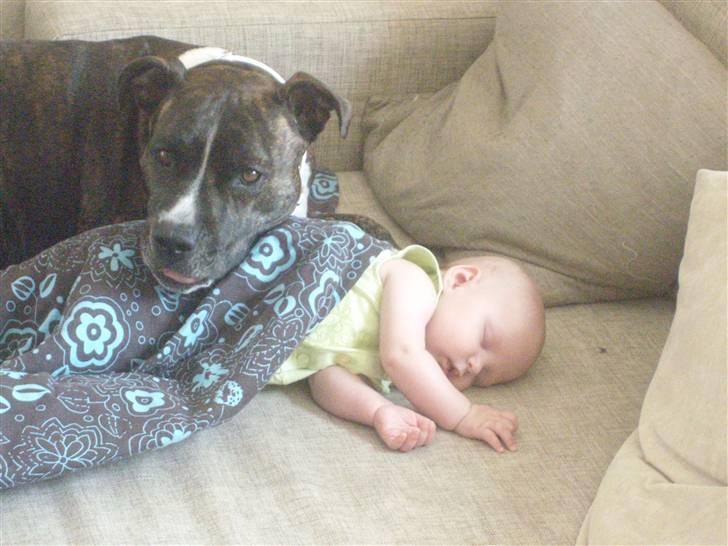 Amerikansk staffordshire terrier carla - arla og matilde... de bedste venner i verden billede 6