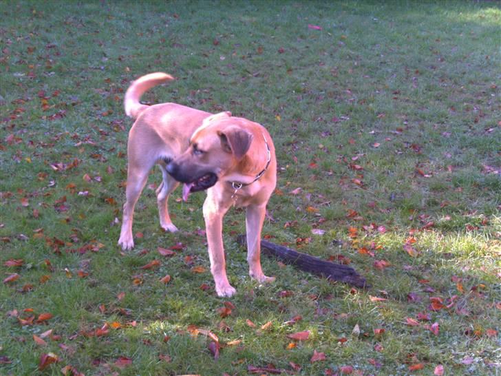 Blanding af racer CAYA Bønnelykke ¤ RIP ¤ - min nye fantastiske bror     efterår 07. billede 7