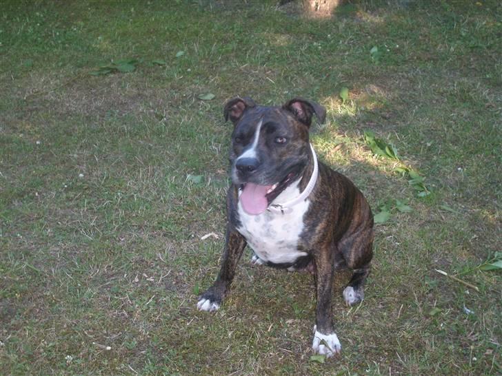 Amerikansk staffordshire terrier carla - lig lige mærke tik at jeg ser lidt skeløjet ud, på billedet... UPS billede 7