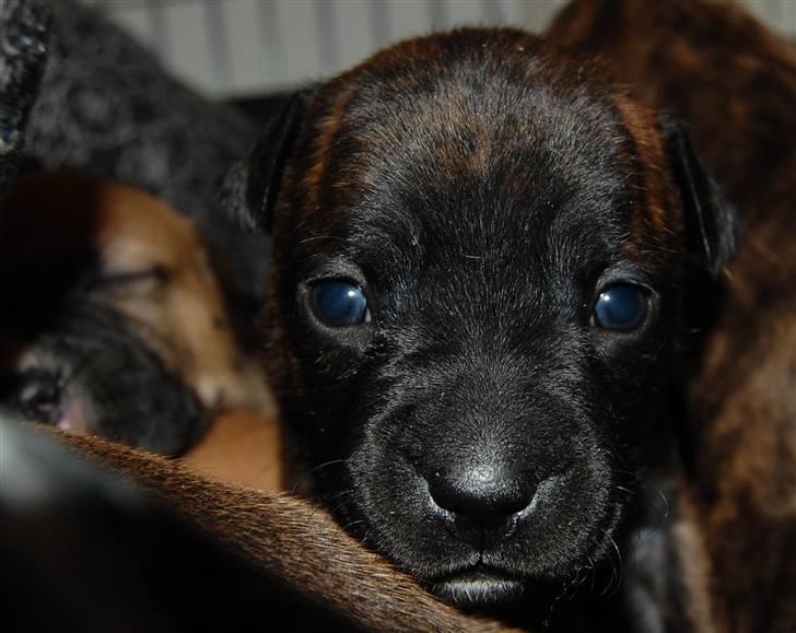 Amerikansk staffordshire terrier carla - carlas hvalp lulu.... den er bare vidunderlig billede 8