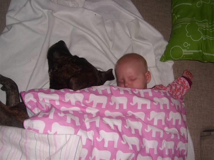 Amerikansk staffordshire terrier carla - Vi er uadskillige... er så glad for vores baby, sover med hende om natten billede 9