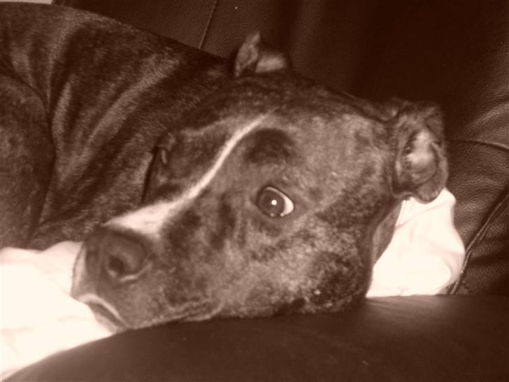 Amerikansk staffordshire terrier carla - Se min store øjne, følger jo lige med hva der sker i fjerneren billede 10