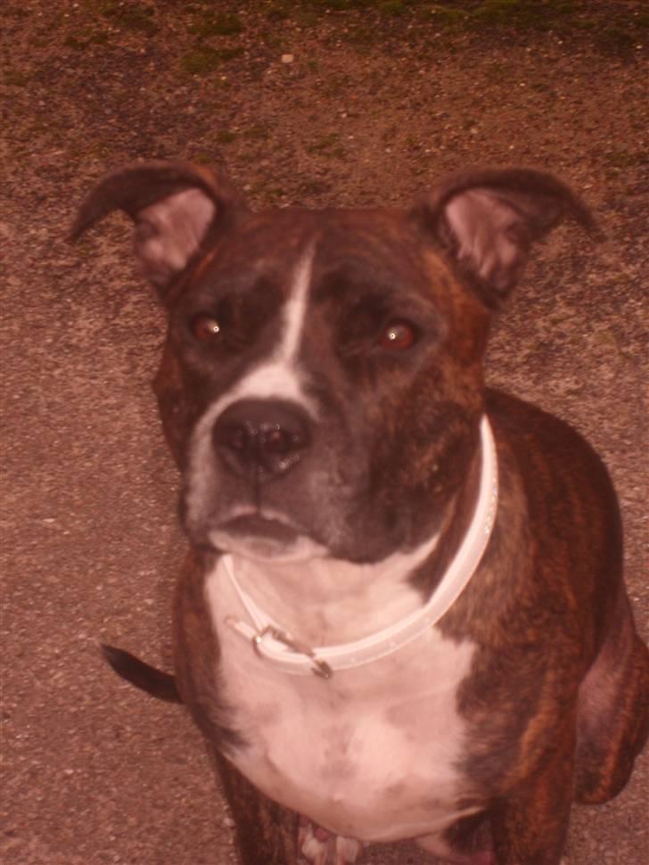 Amerikansk staffordshire terrier carla - Vinden har vidst lige givet mig flyveører.... billede 11