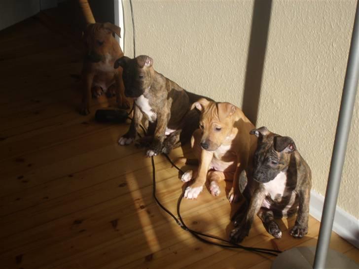 Amerikansk staffordshire terrier carla - Se mine smukke børn... tænker altid på dem ;-) billede 13