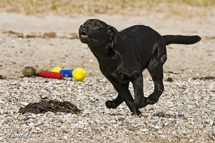 Labrador retriever Happy Tail Wag´s Tiscapa billede 8