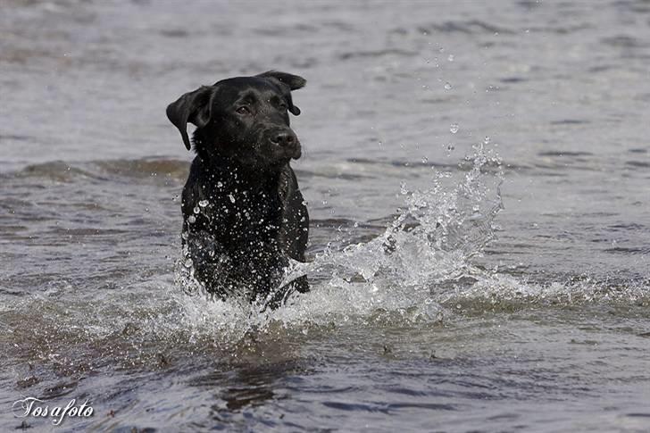 Labrador retriever Happy Tail Wag´s Tiscapa billede 9